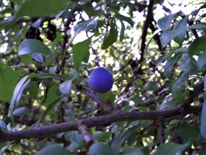 download sloe thorn download sloe thorn