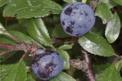 Blackthorn (Sloe)