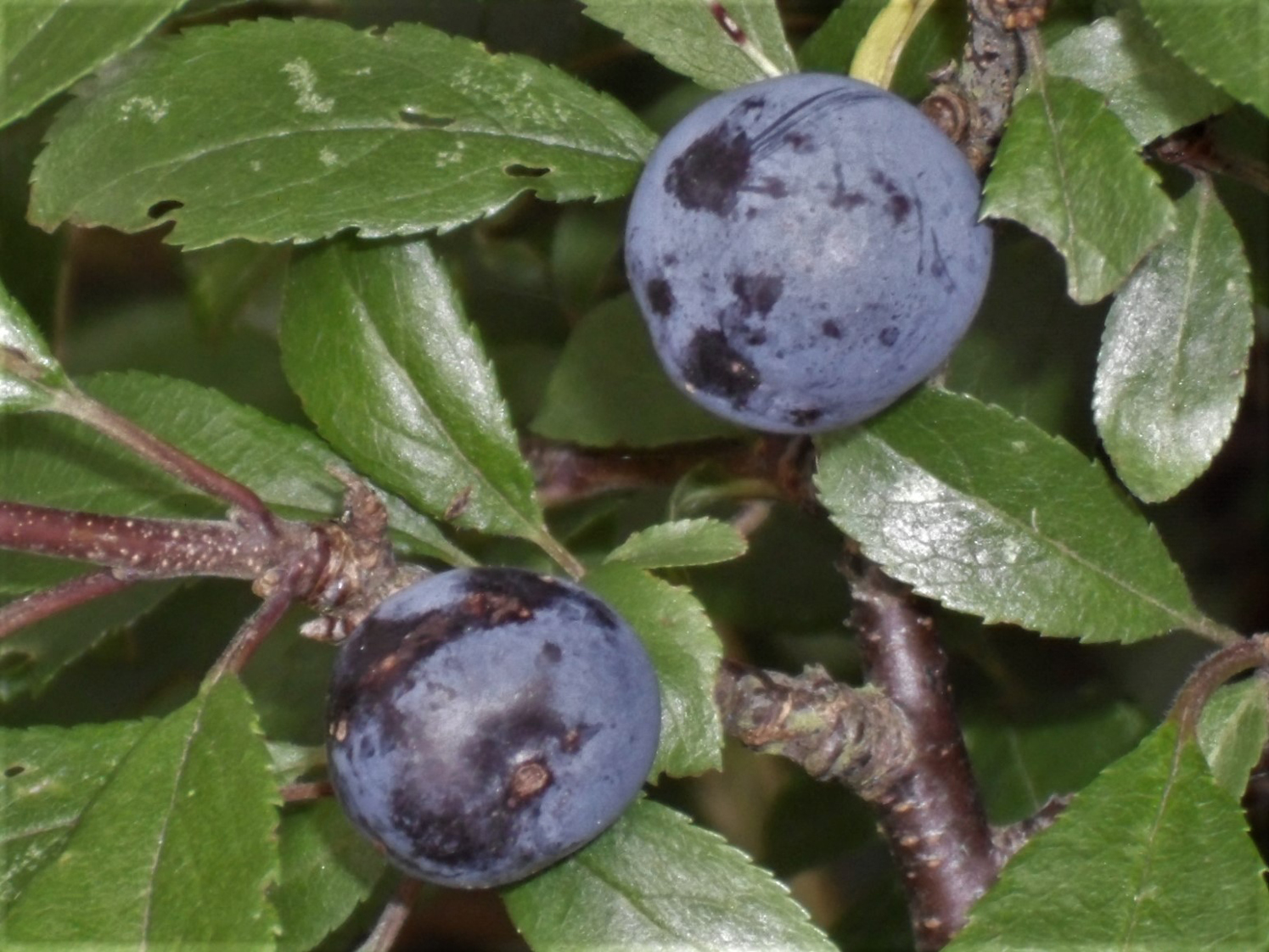 bush trees Edible fruiting native hedging whips Prunus spinosa 20x Blackthorn Sloe berry plants