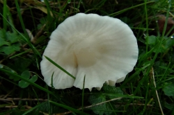 Snowy Waxcap