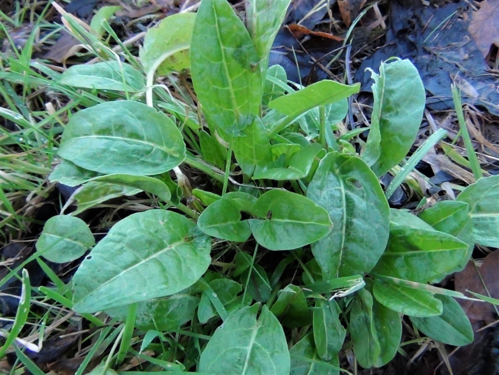 Common Sorrel, Garden Sorrel, Narrow Leaved Dock, Spinach Dock, Rumex acetosa