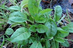 Common Sorrel