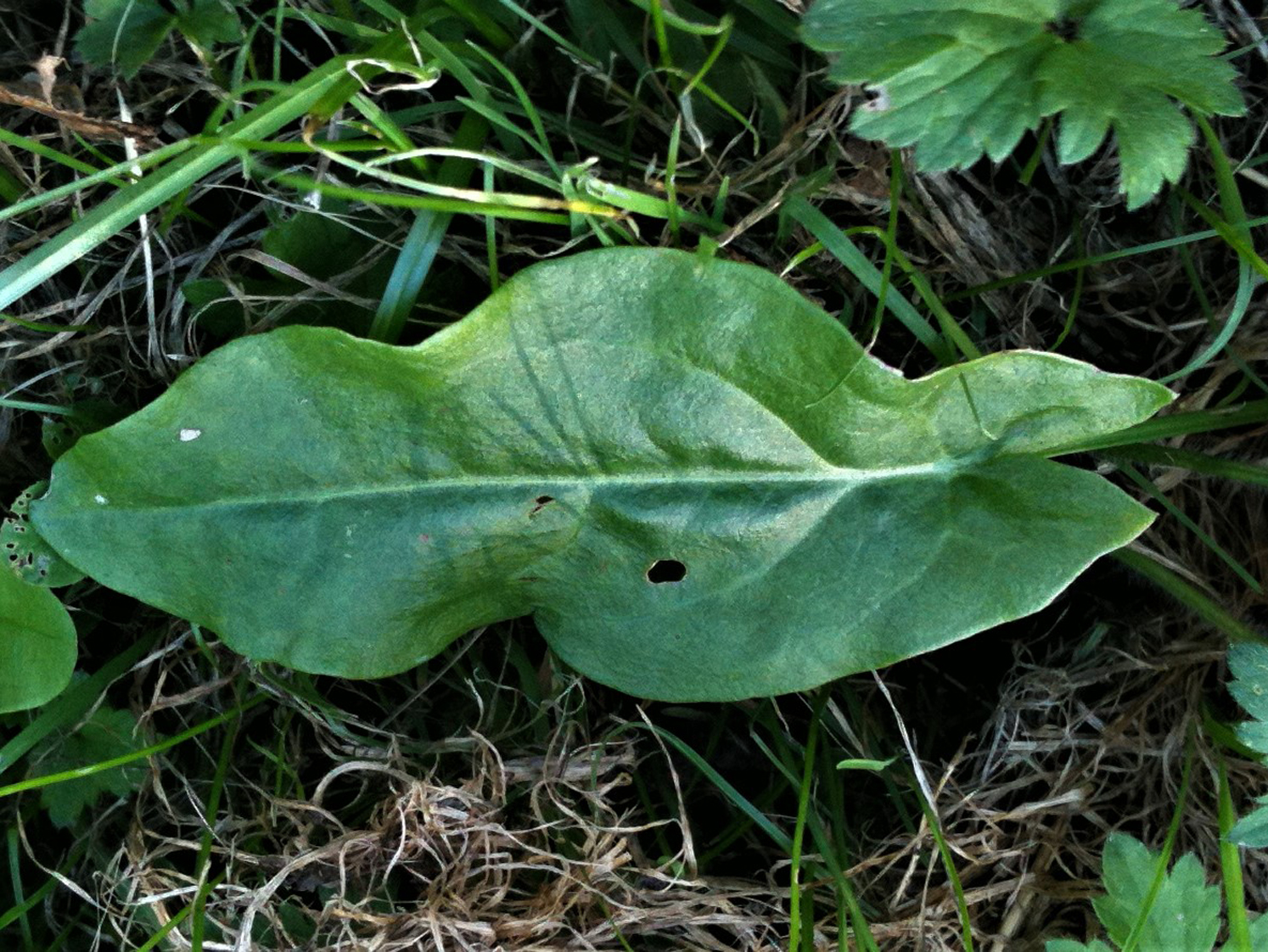 Common Sorrel, Garden Sorrel, Narrow Dock, Spinach Rumex acetosa