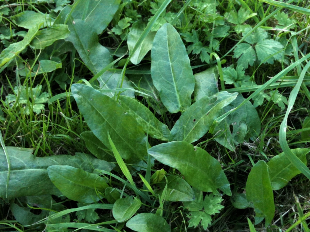 Common Sorrel, Garden Sorrel, Narrow Leaved Dock, Spinach Dock, Rumex