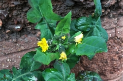 Sow Thistle