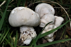 St. George's Mushroom