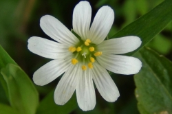 Greater Stitchwort