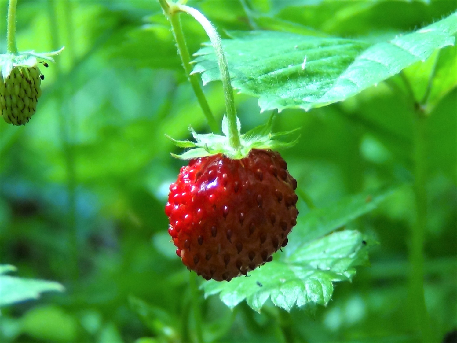 Strawberry-1.jpg