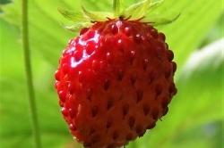 Wild Strawberry