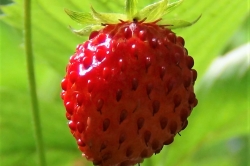 Wild Strawberry