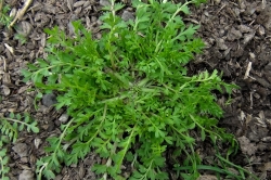 Lesser Swine Cress