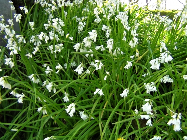 ThreeCornered Leek, Snowbell, Allium triquetrum