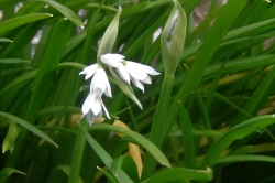 Three-Cornered Leek