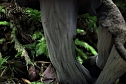 Stem