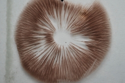 Spore Print