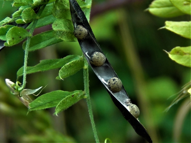 Vetch, Common Vetch, Poor Mans Peas, Vicia sativa