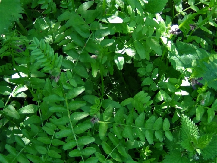 Vetch, Common Vetch, Poor Mans Peas, Vicia sativa