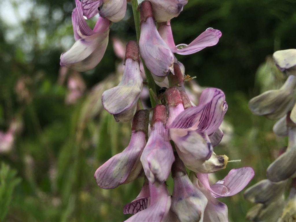 Vetch - Wild Food UK
