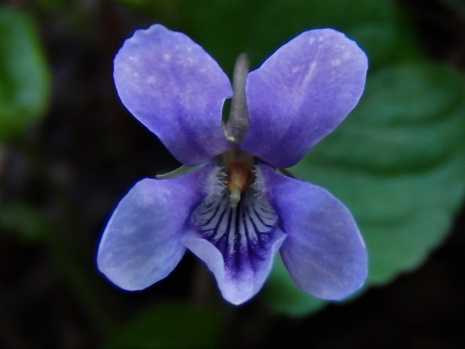 Pictures of violets