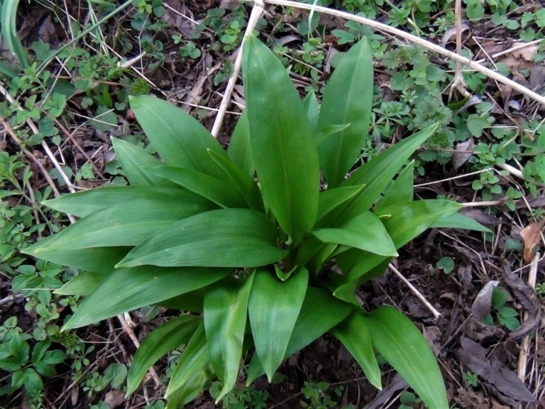 Ramsons, Wild Garlic, Broad Leaved Garlic, Wood Garlic, Allium ursinum