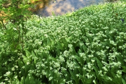 Wild Garlic