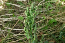 Flower Buds