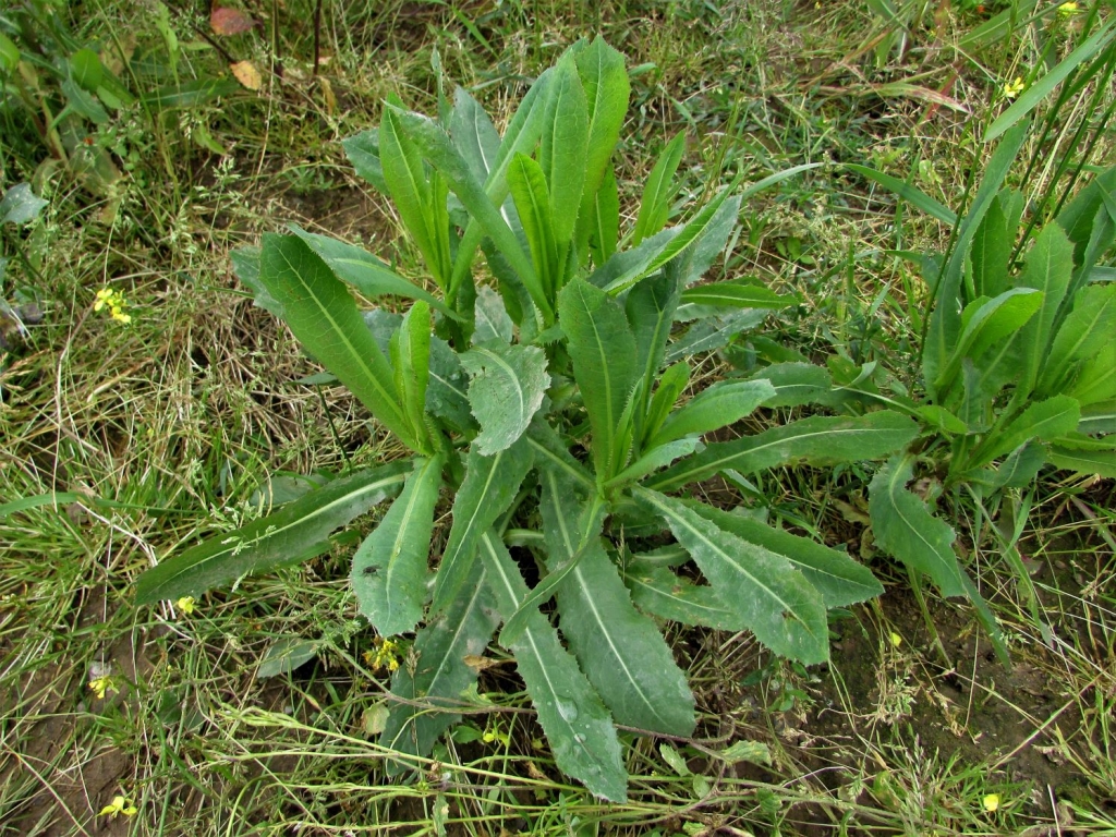 Wild Lettuce Lactuca Virosa wild-lettuce-lactuca-virosa