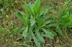 Prickly Wild Lettuce