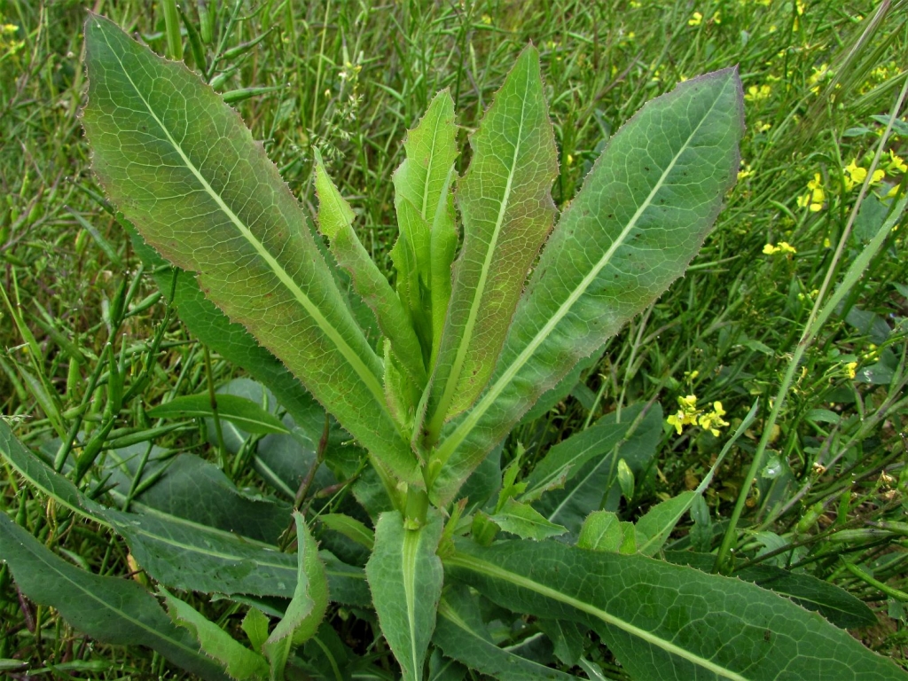Wild Lettuce, Lactuca virosa