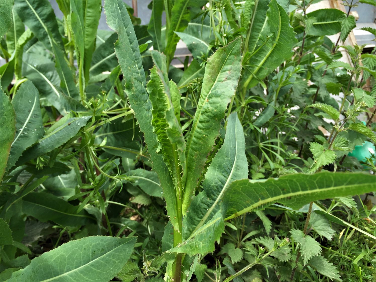 Understanding The Health Benefits Of Wild Lettuce: Aspects To Learn