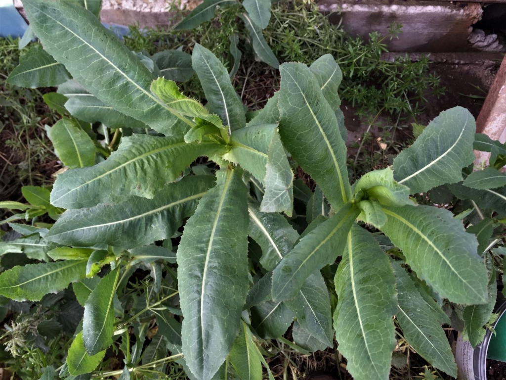 wild-lettuce-lactuca-virosa