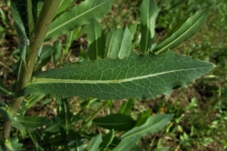 Leaves