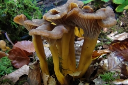 Winter Chanterelle