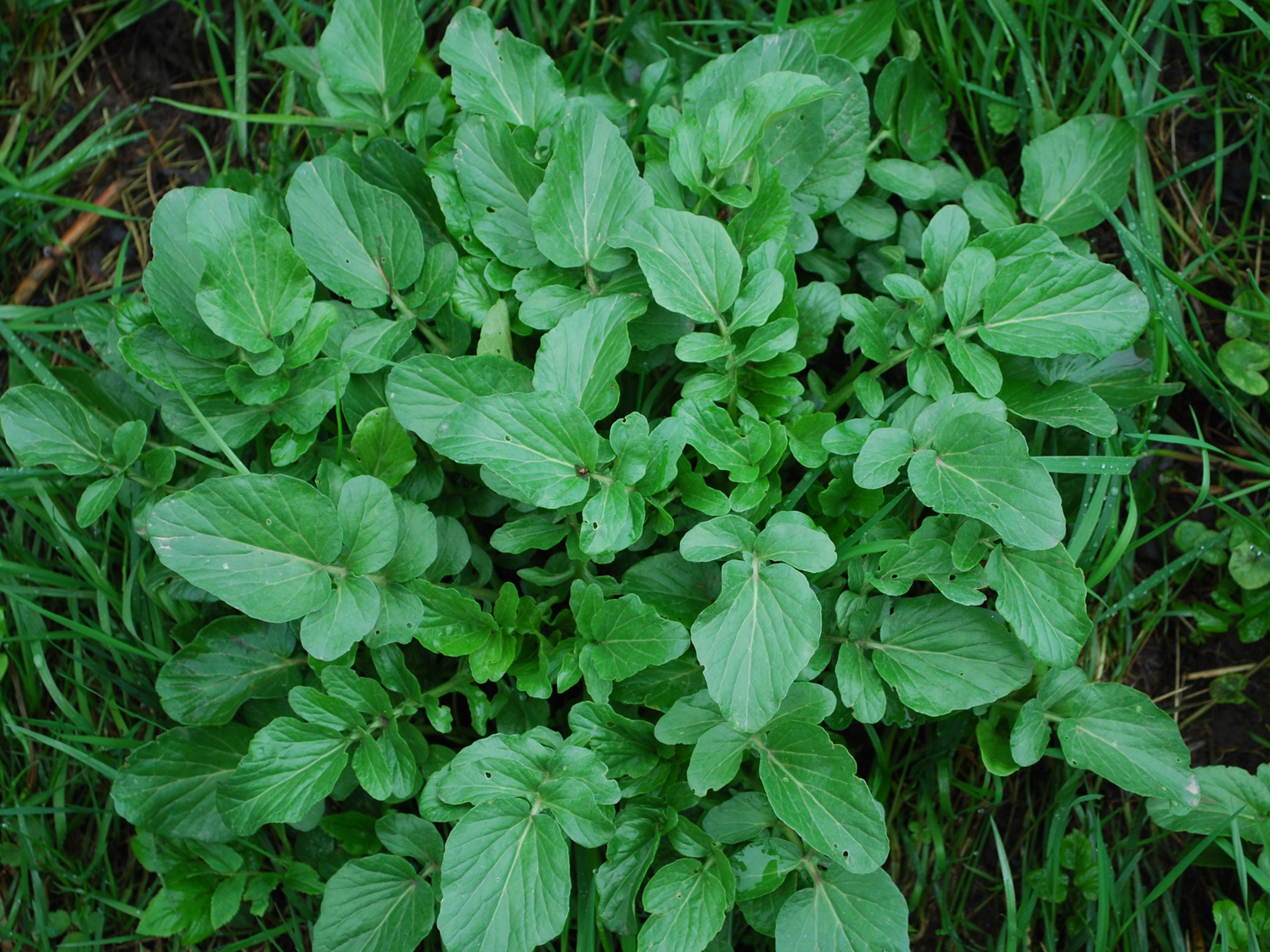 Wintercress Barbarea Vulgaris