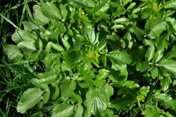 Wintercress