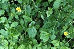 Wood Avens