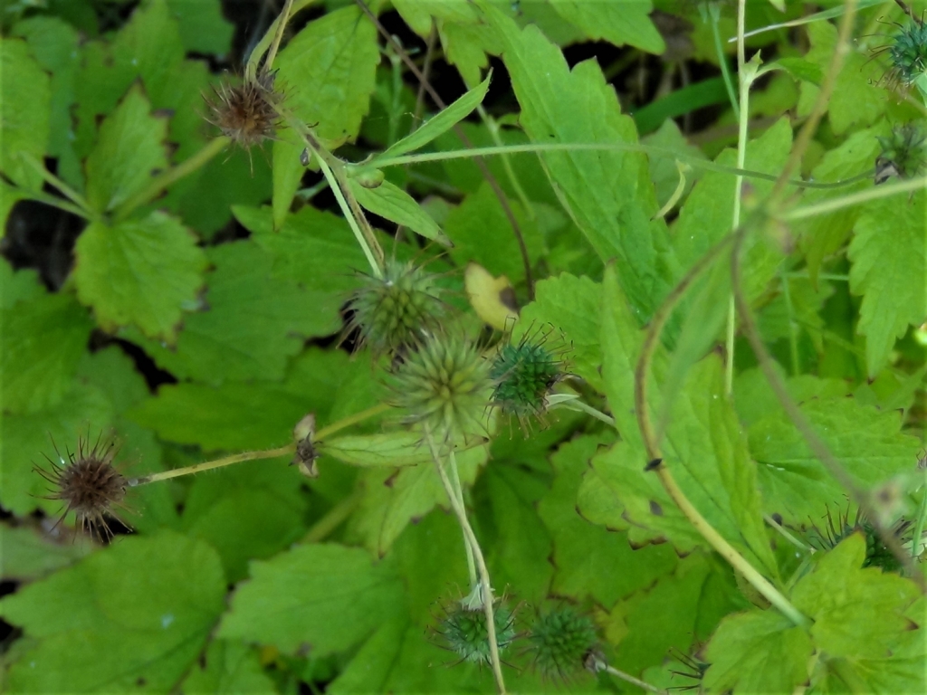 Wood Avens, Herb Colewort, St Benedicts Herb, Geum urbanum