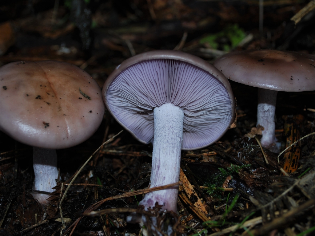 Wood Blewit