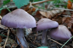 Wood Blewit