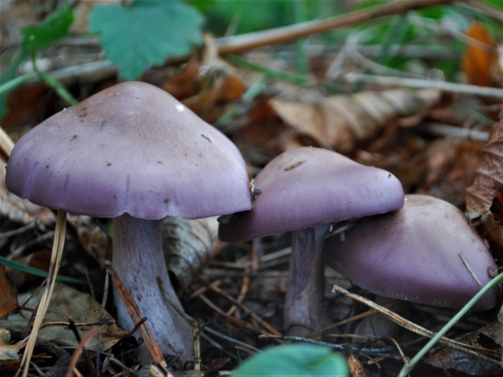 Wood Blewit