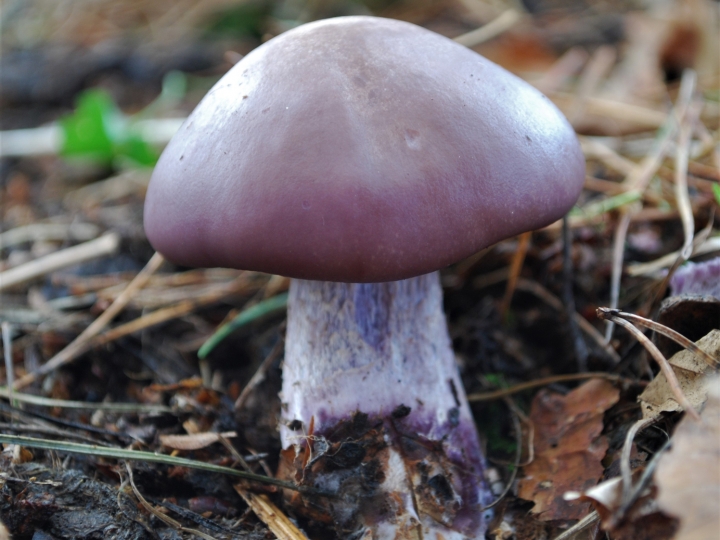 Wood Blewit Mushroom