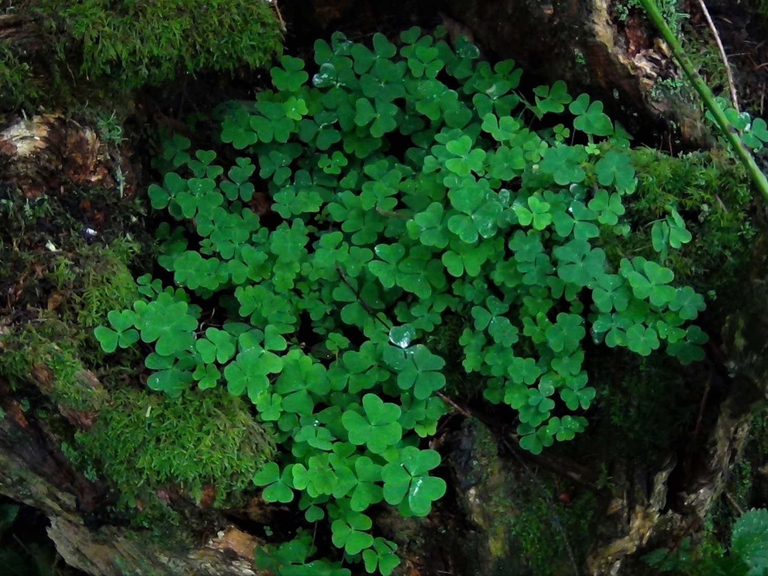 Wood Sorrel Fairy Bells Wood Sour Cuckoo S Meat Oxalis Acetoslla Wood Sorrel Fairy Bells Wood Sour Cuckoo S Meat Oxalis Acetoslla
