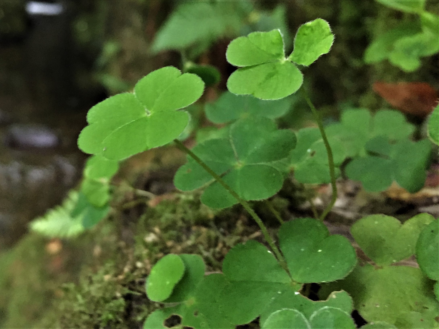 Wood Sorrel Fairy Bells Wood Sour Cuckoo S Meat Oxalis Acetoslla