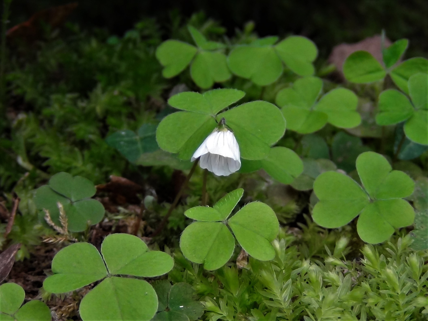 Wood Sorrel Fairy Bells Wood Sour Cuckoo S Meat Oxalis Acetoslla