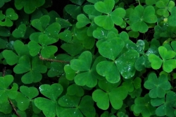 Wood Sorrel