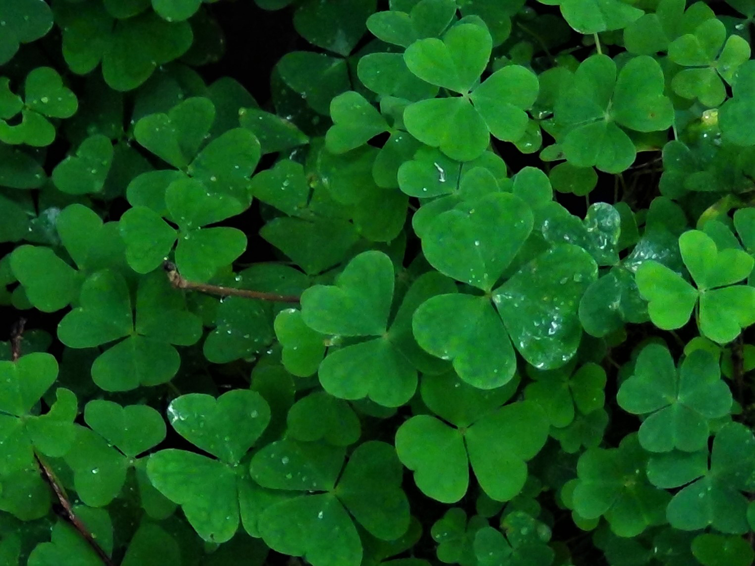 Wood Sorrel Fairy Bells Wood Sour Cuckoo S Meat Oxalis Acetoslla