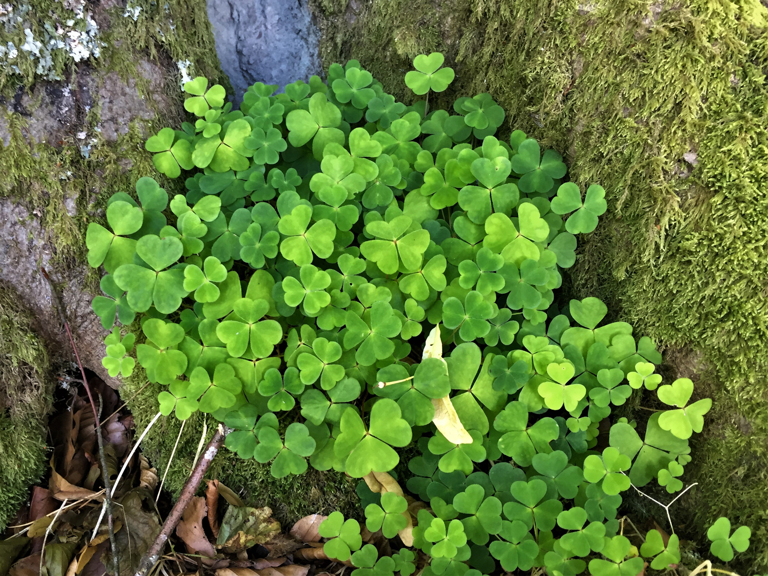 Wood Sorrel Fairy Bells Wood Sour Cuckoo S Meat Oxalis Acetoslla