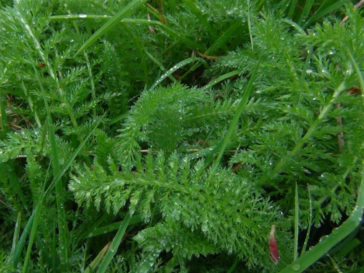 Achillea Leaves