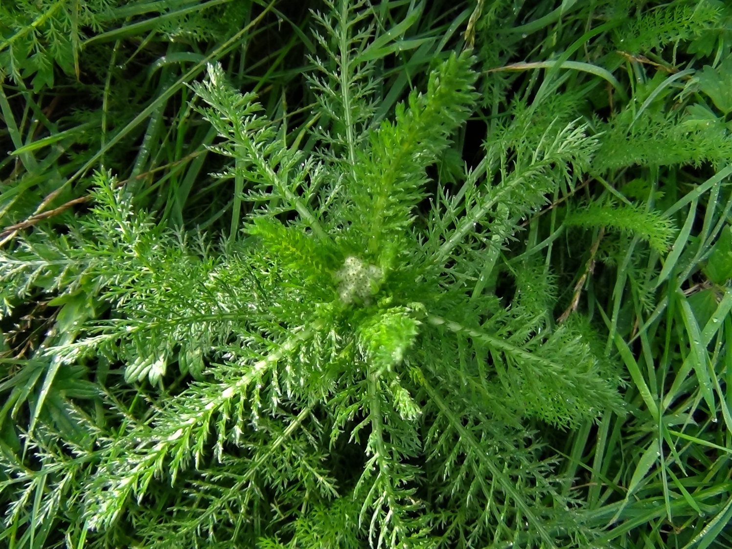 Achillea Leaves