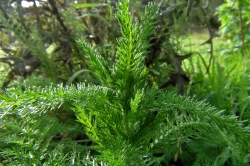 Yarrow